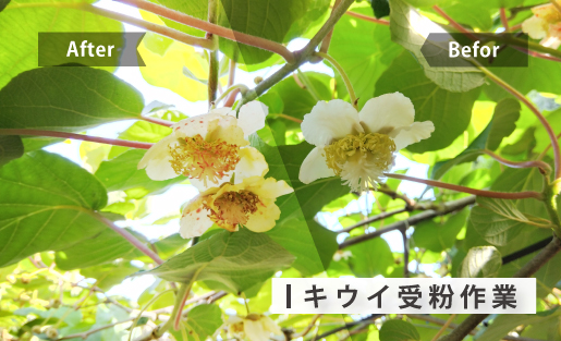 キウイ受粉