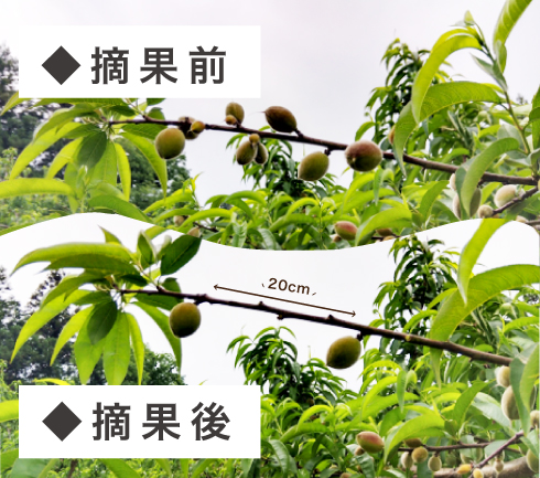 桃の摘果