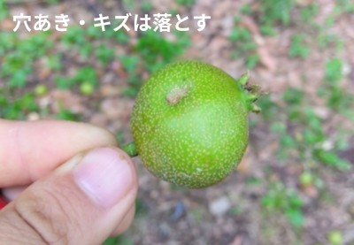 梨の摘果