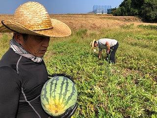 すいか圃場の片付け